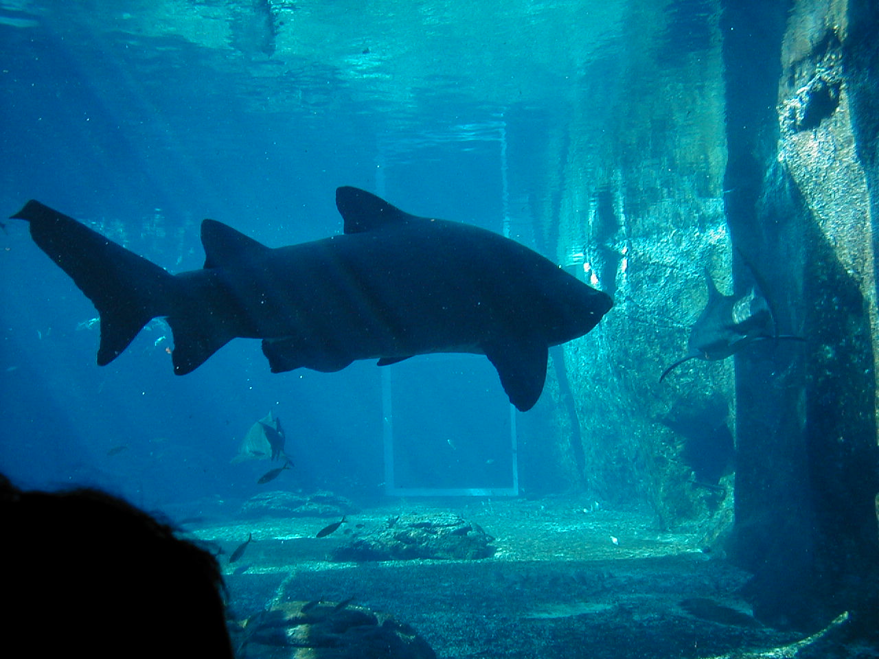 Jen & Roys Gallery :: Durban Holiday 2005 :: 029_Shark_tank